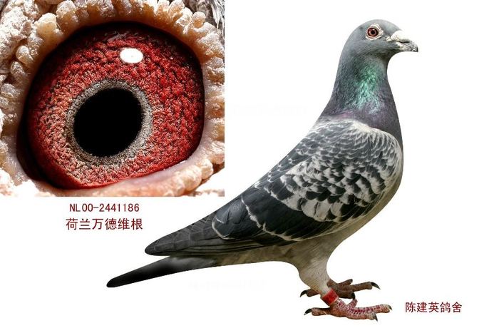 NL2000-2441186 雄、万德维根原舍