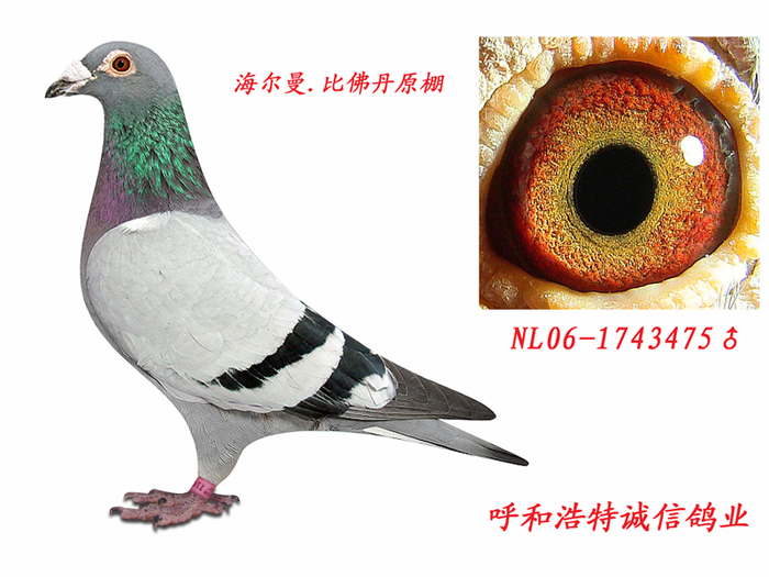 乐乐赛鸽摄影13848811060