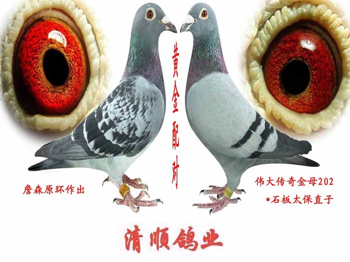 2010年指定配对