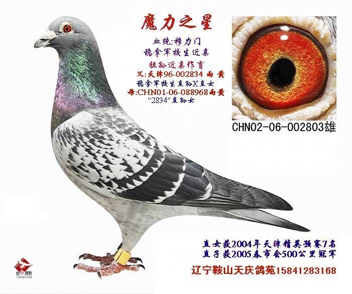 “魔力之星”--稳拿军校生近亲作育