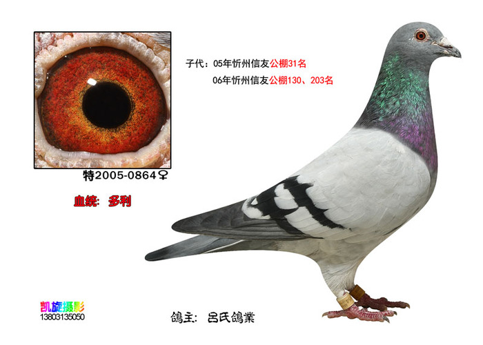 多利