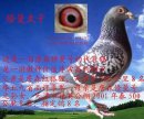 鸶巍鸽舍图片