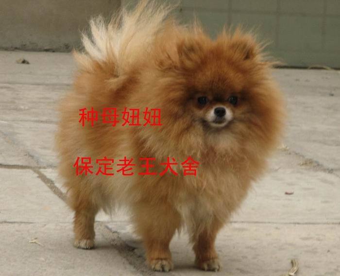 种母妞妞