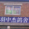 北京羽中杰鸽舍