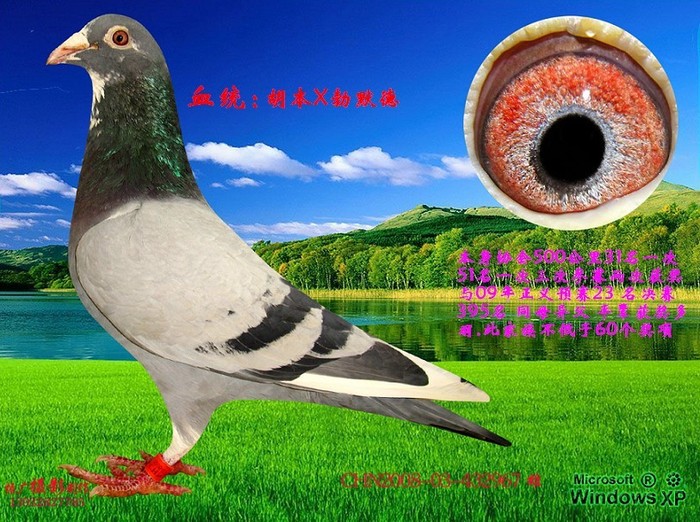 名鸽