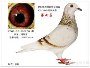 获奖鸽