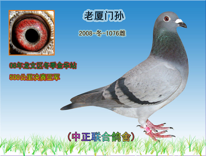 中正联合鸽舍的部分成绩鸽