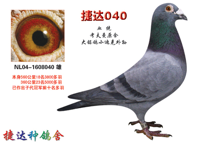 种鸽