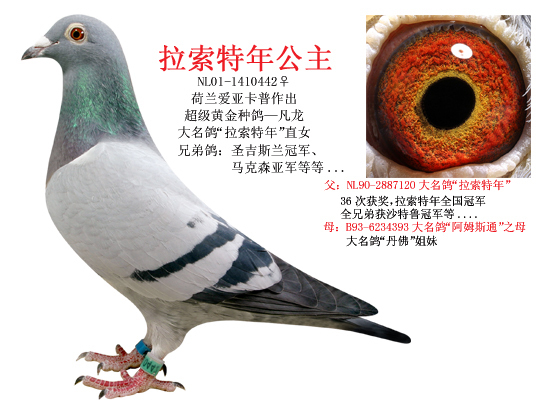 种鸽