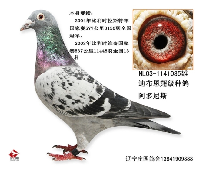 师傅家种鸽