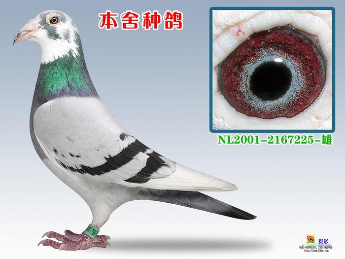 好友种鸽，预定下代