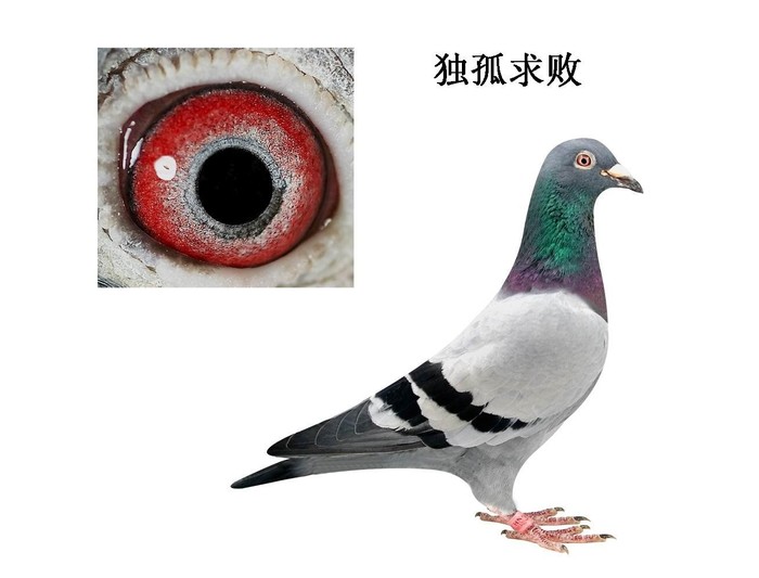 独孤求败