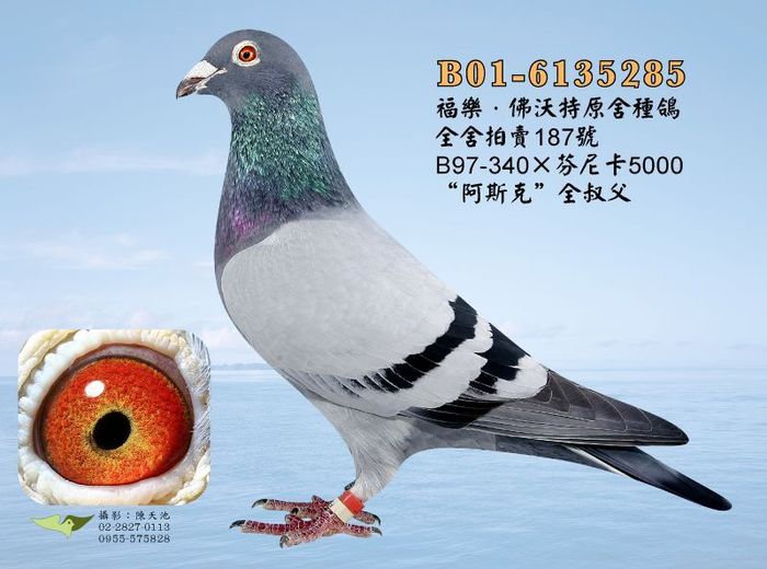 芬尼卡５０００直子