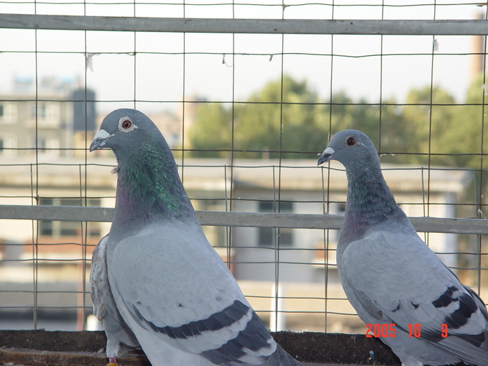 500公里冠军55018