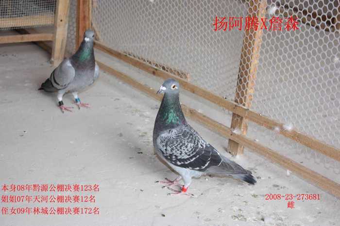 基础雌