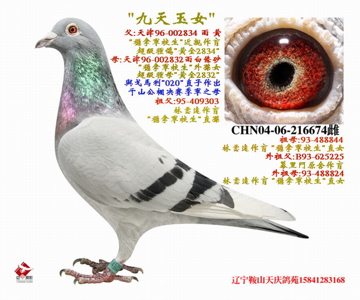 "九天玉女"--"稳拿军校生"近亲