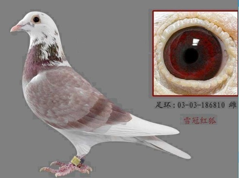 红狐狸