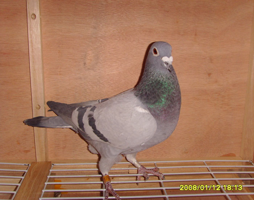 .本身特比500公里56名