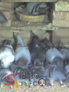 种鸽