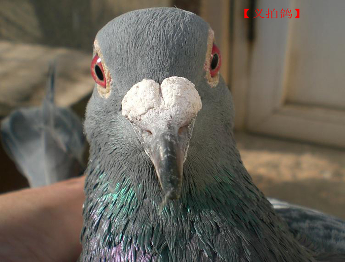 鸽子