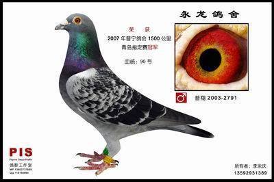 鸽