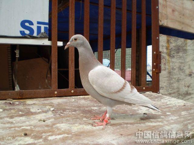 彩虹糖鸽子