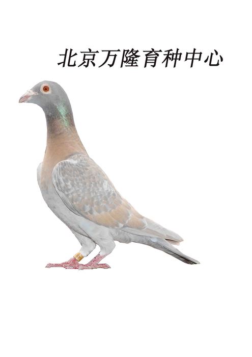 詹森