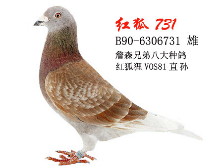 731