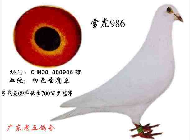 雪虎986