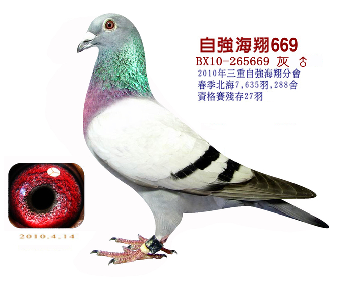 自强669