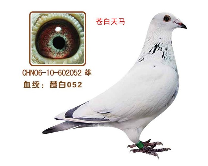 苍白天马2