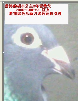 胜翔精品胡本金母