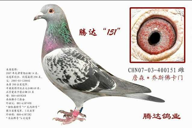 腾达151