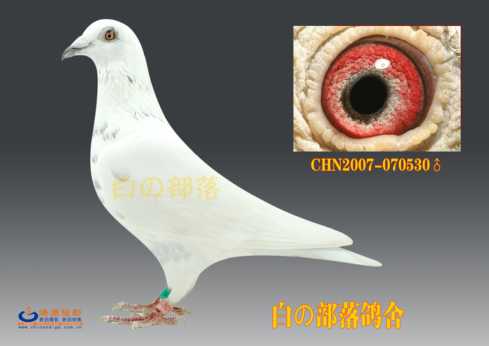 白影