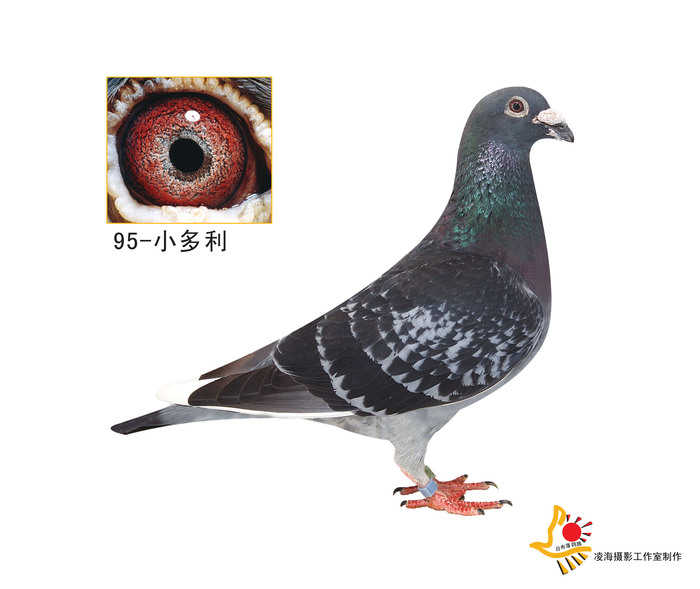 种鸽