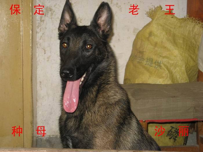 种母沙丽