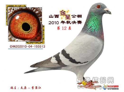 山西金星公棚500公里第12名~