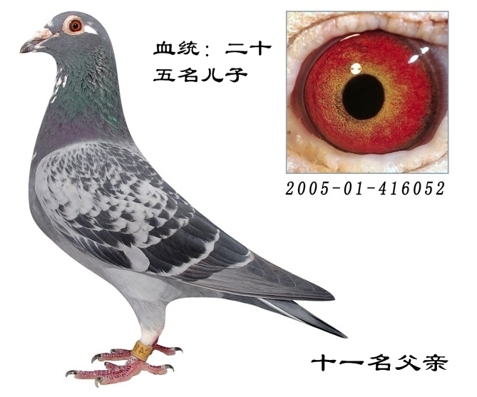 十一名父亲