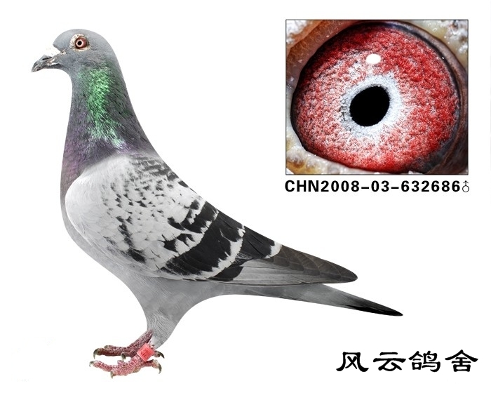 风云再起