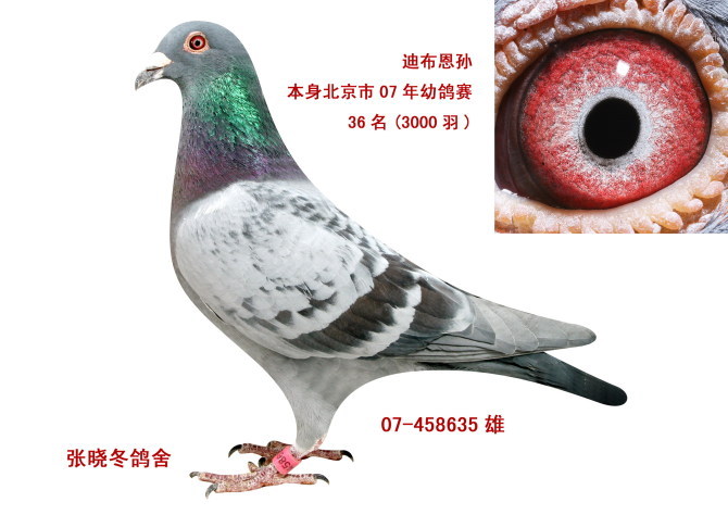 铁衣骑士父