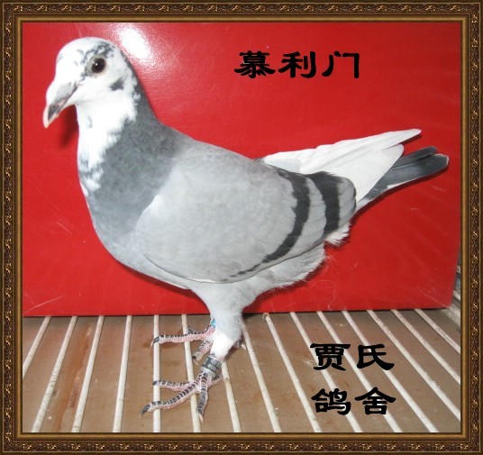 爱翔鸽舍