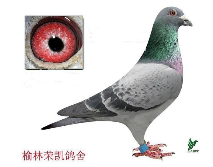 慕利门