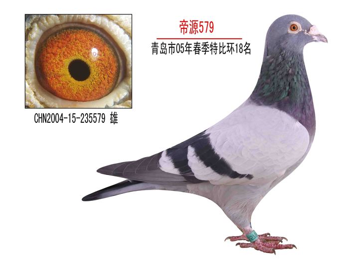 帝源579