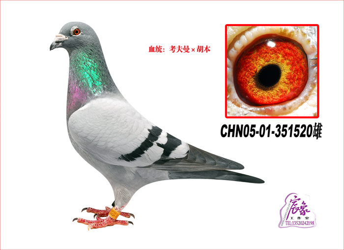 考夫曼
