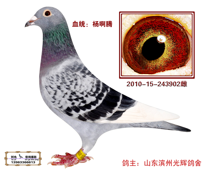 多利902