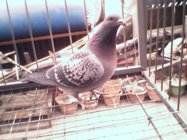 贺兰公棚决赛167名