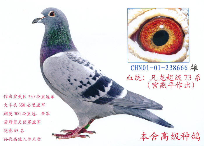 凡龙超级73