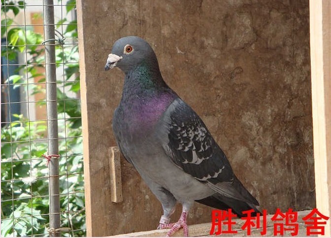 贝克