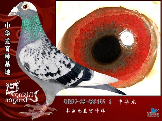 中华龙