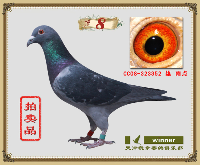 马克罗森斯352